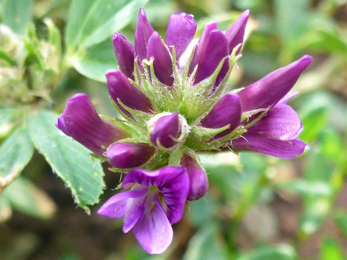 Alfalfa