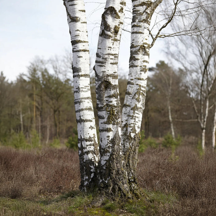 Berkenboom