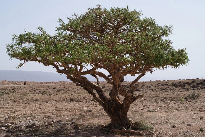 boswellia boom