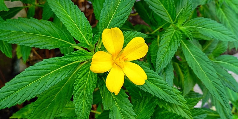 Damiana