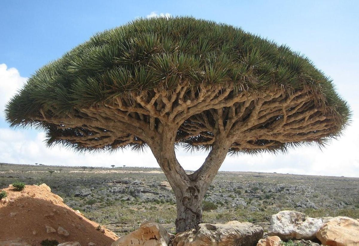 Dragonblood boom