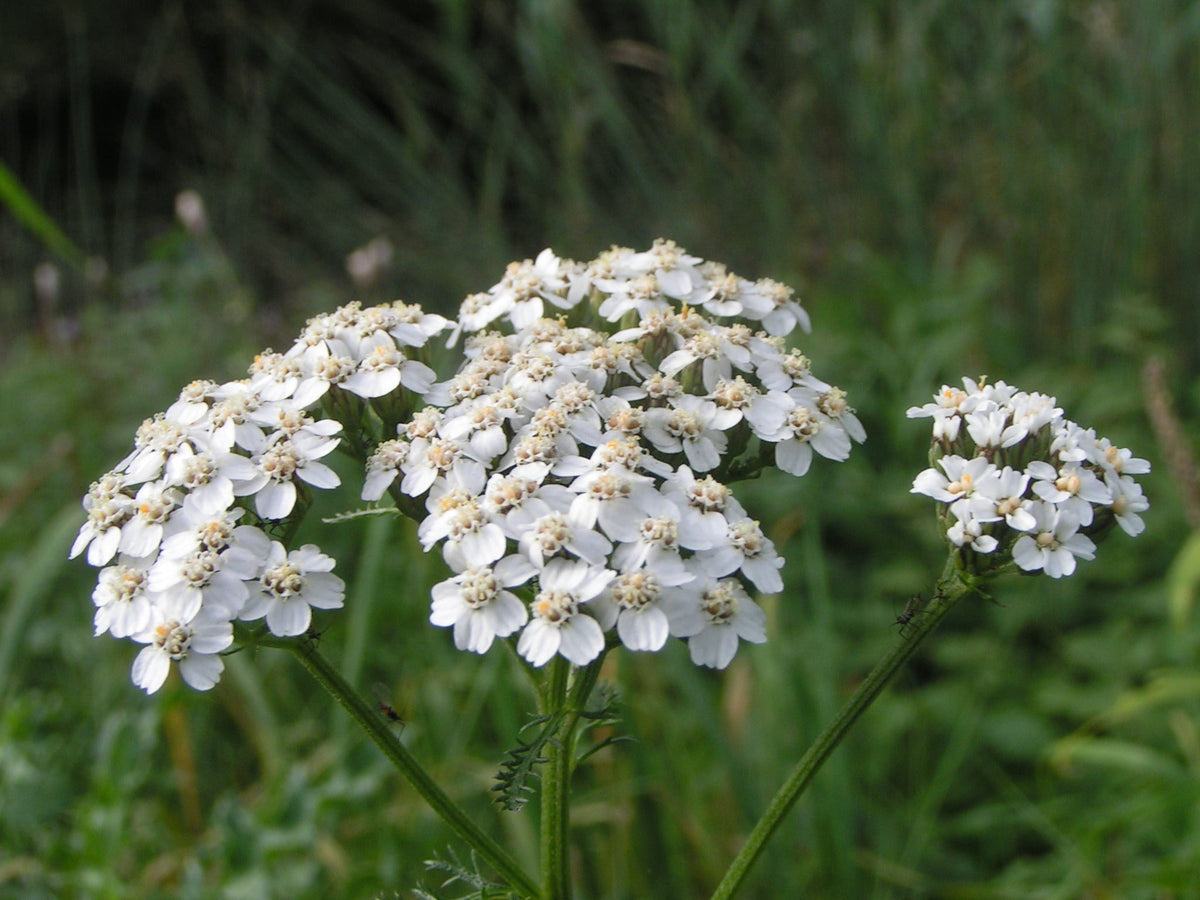 Duizendblad