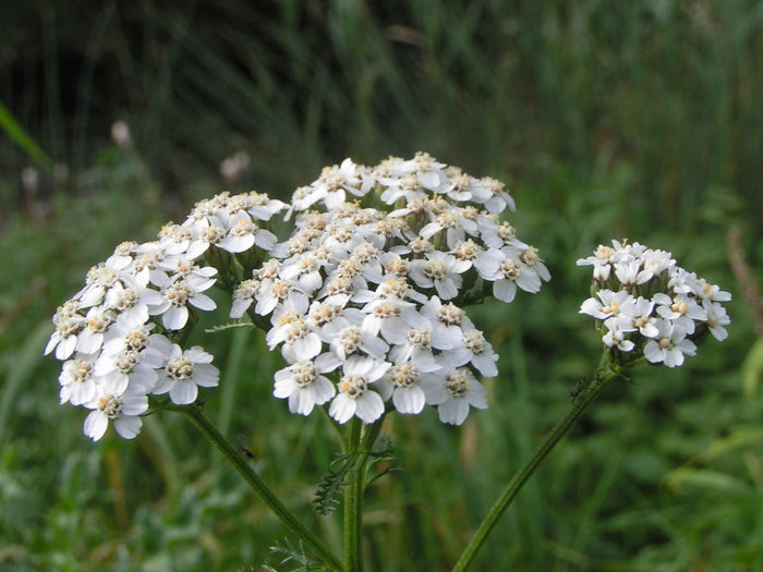 Duizendblad