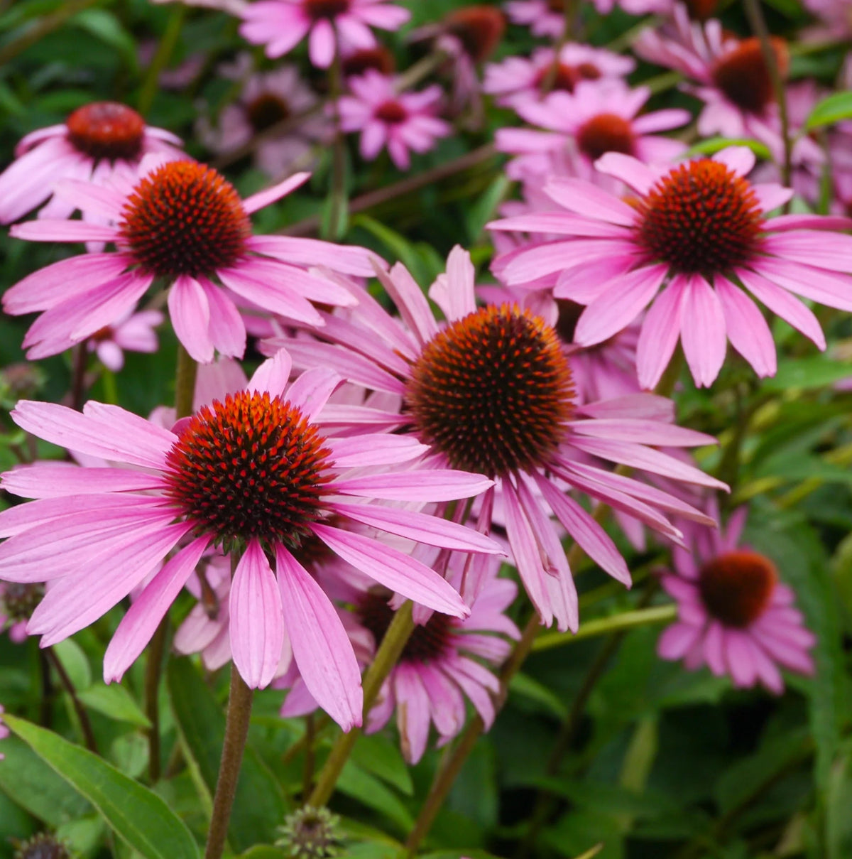 Echinacea