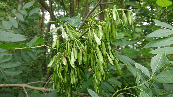 Esboom