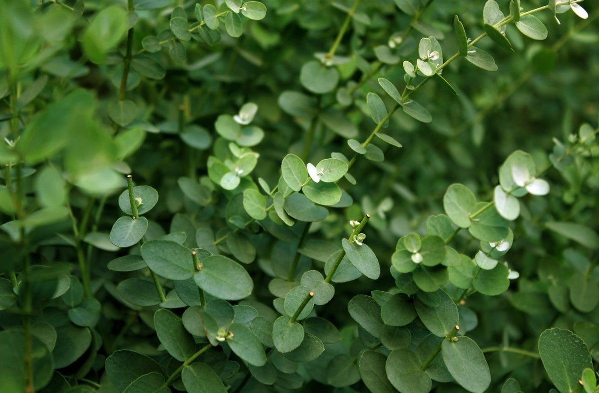 Eucalyptus