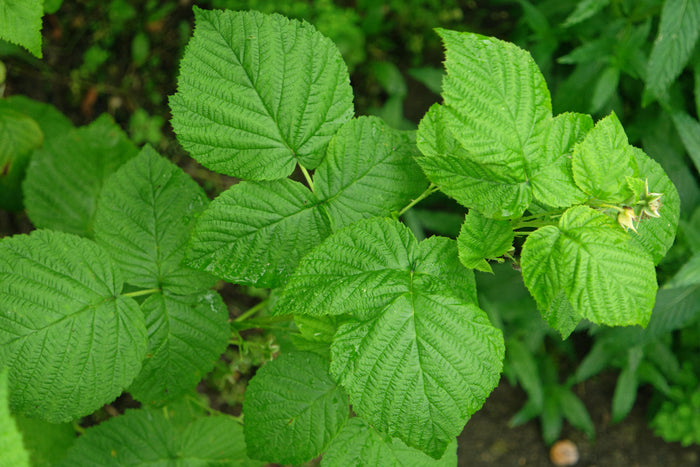 Framboosblad
