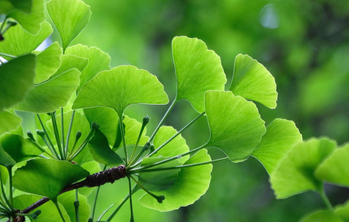Ginkgo