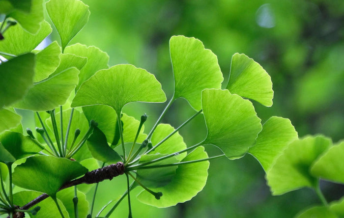 Ginkgo