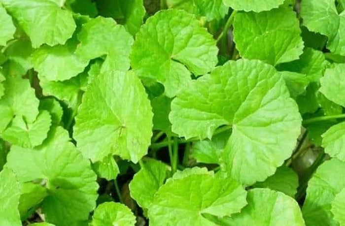 Gotu Kola