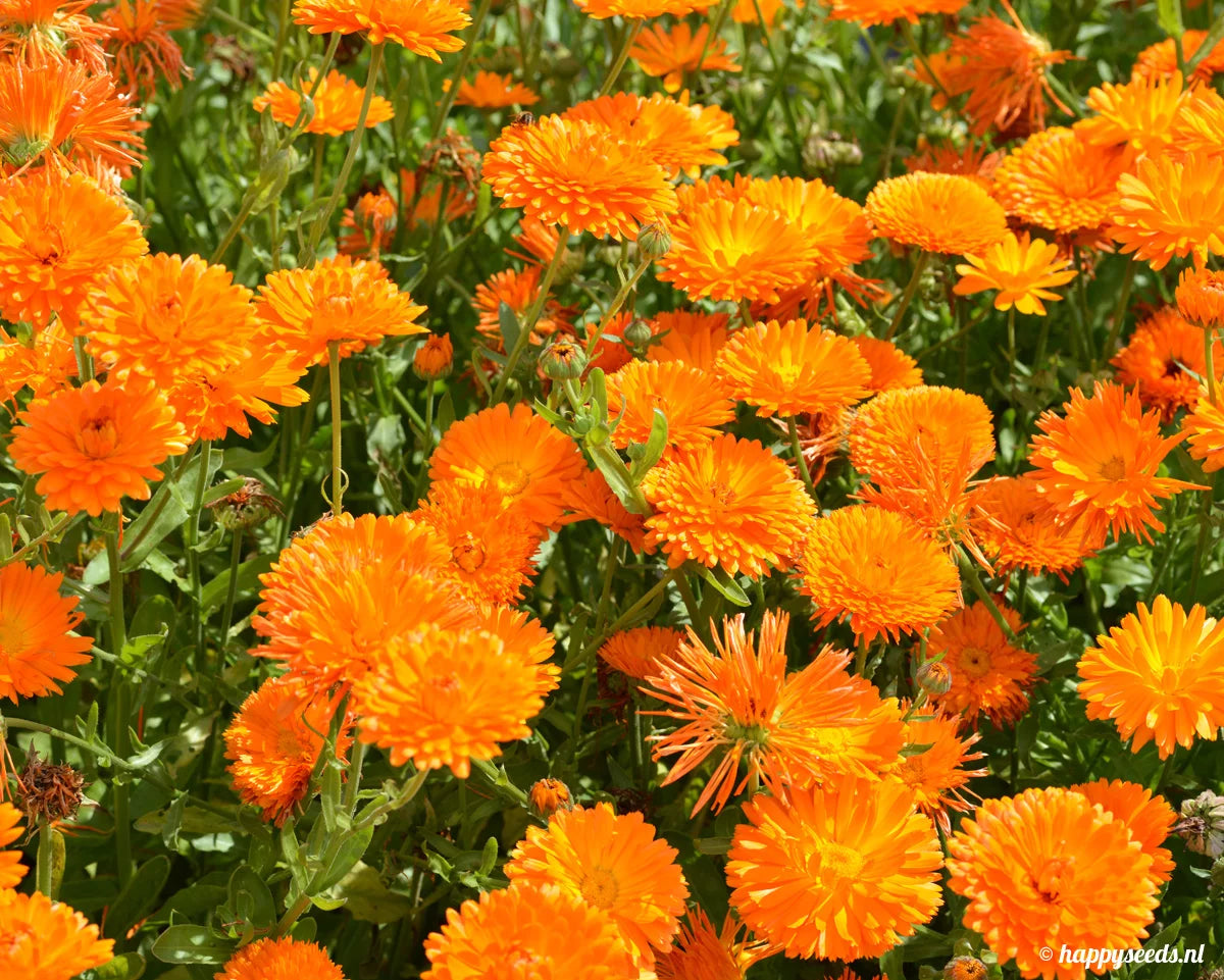 Goudsbloem