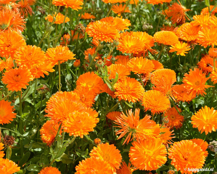 Goudsbloem