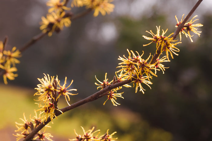 Hamamelis