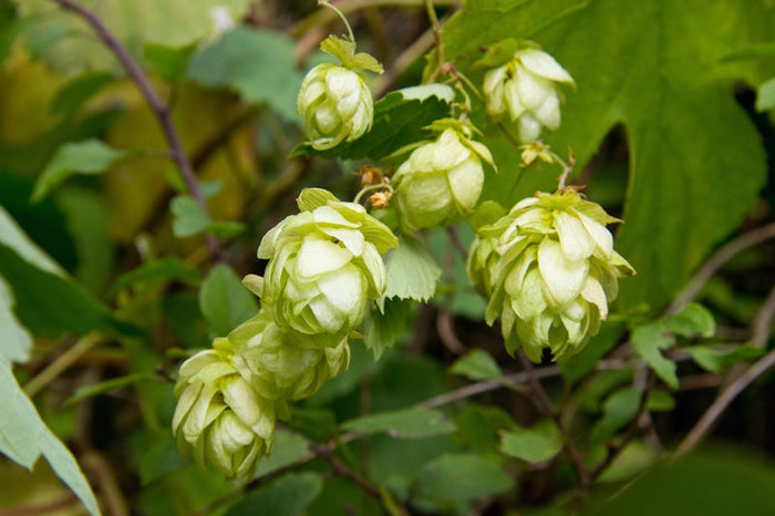 Hop