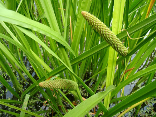 Kalmoes