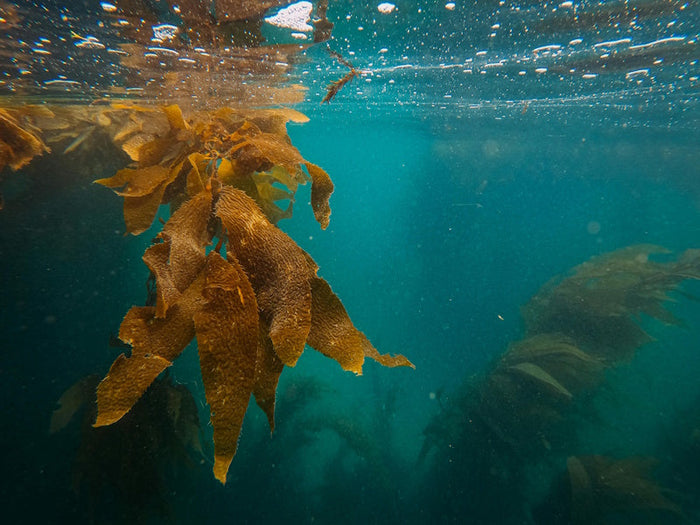 Kelp