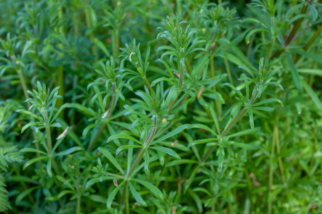 Kleefkruid