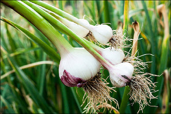 Knoflook