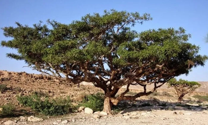 Mirre boom