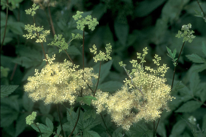 Moerasspirea