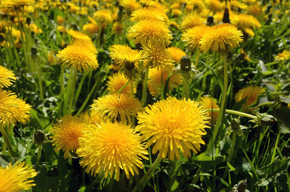 Paardenbloem