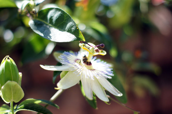 Passiebloem