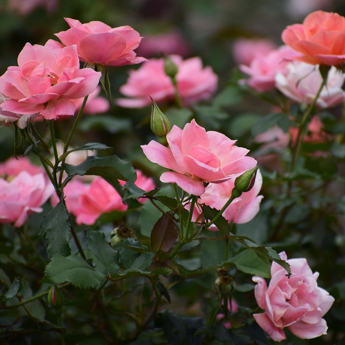 Rozen