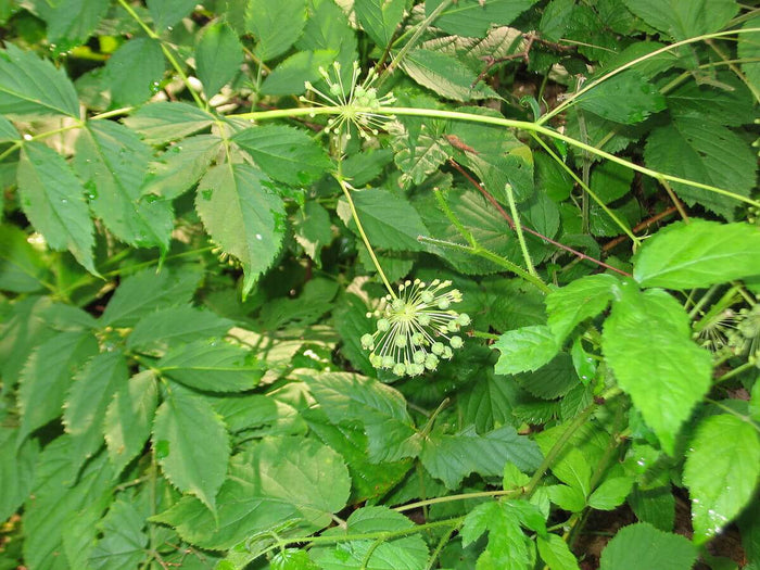 Sarsaparilla