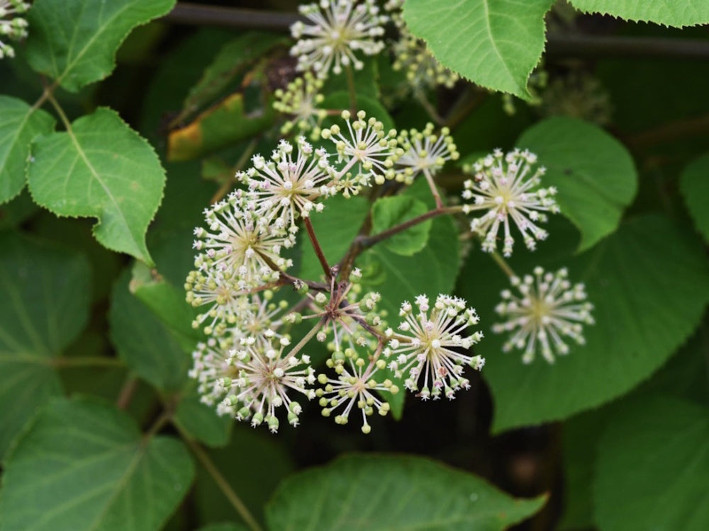 Spikenard