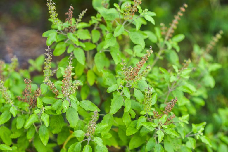 Tulsi