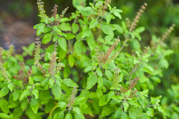 Tulsi