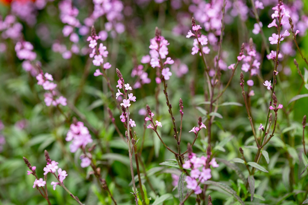 Vervain