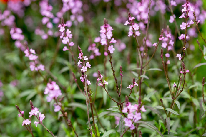 Vervain