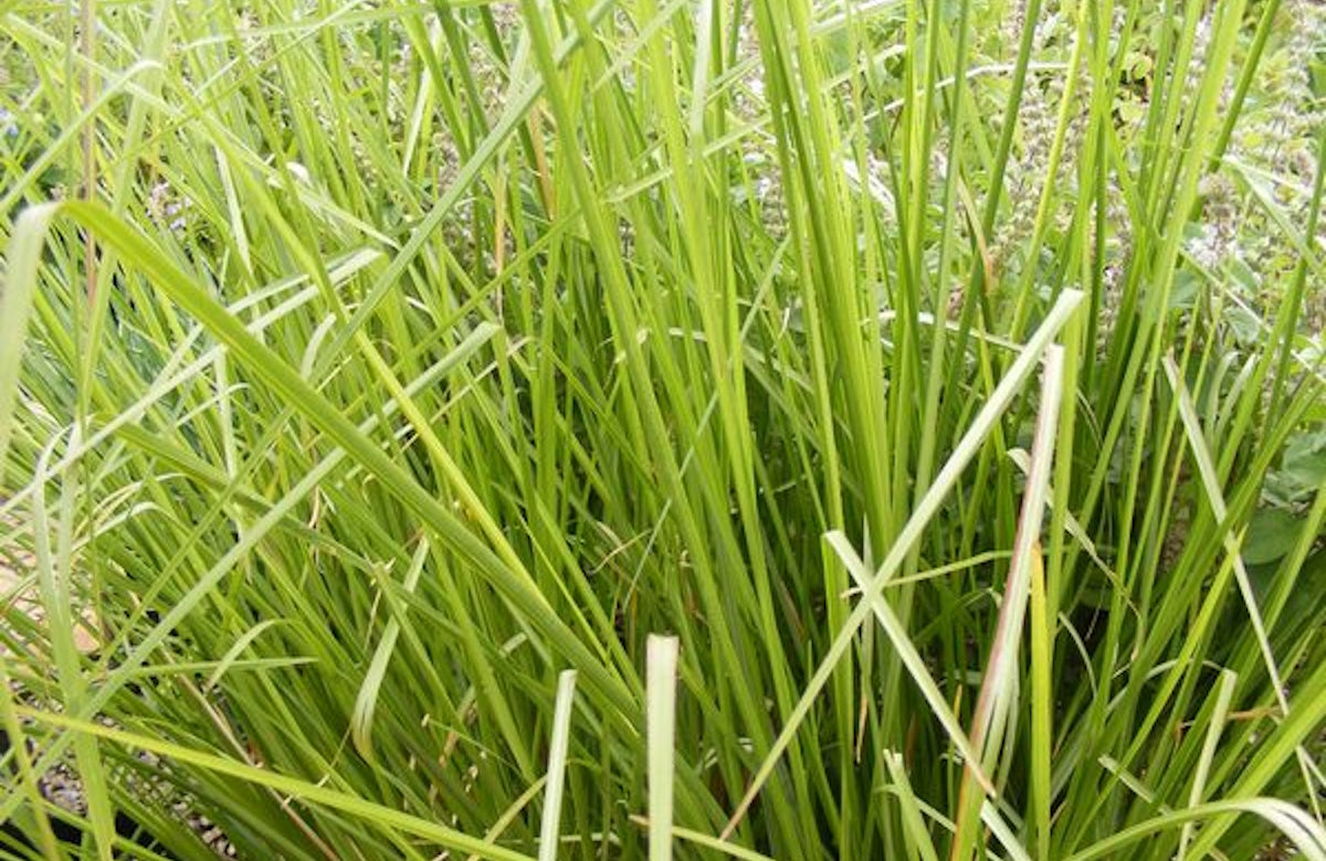Vetiver