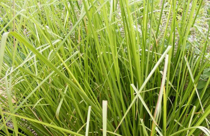 Vetiver