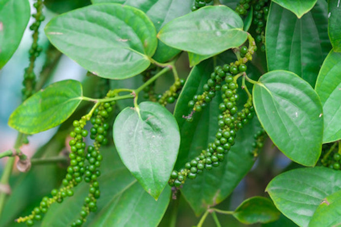 Zwarte peper