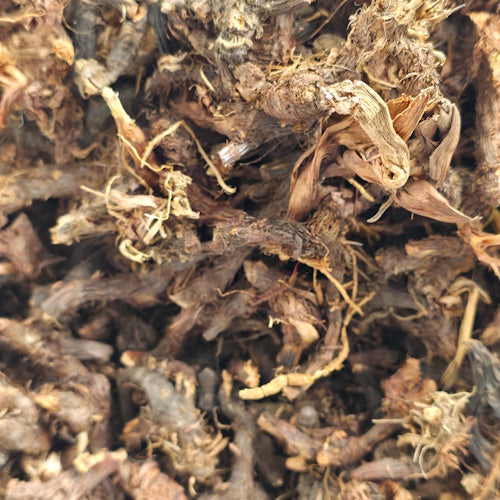 Cyperus