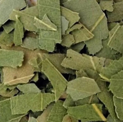 Eucalyptus