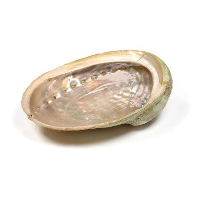 Abalone Haliotis schelp
